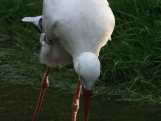 Čáp bílý: Foto: Správa Národního parku Šumava