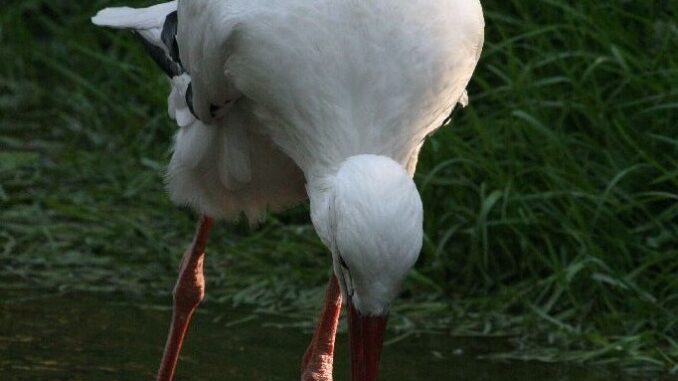 Čáp bílý: Foto: Správa Národního parku Šumava
