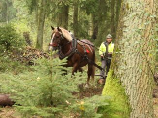 Den lesů 2024. Zdroj: Lesy ČR