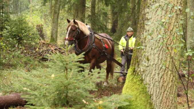 Den lesů 2024. Zdroj: Lesy ČR