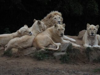 Lvice Leia se lvíčaty. Foto: ZOO Dvorec u Borovan