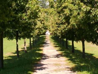 Lipová alej k hrobce rodu Dalbergů, Kostelní Vydří. Zdroj: spolek Arnika