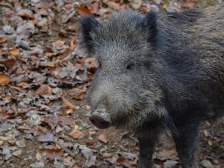 Foto: Město Český Krumlov