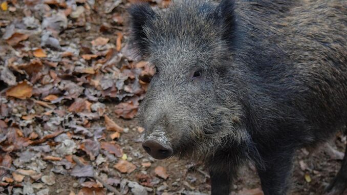 Foto: Město Český Krumlov