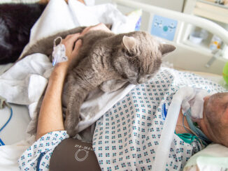 Kocour v nemocnici