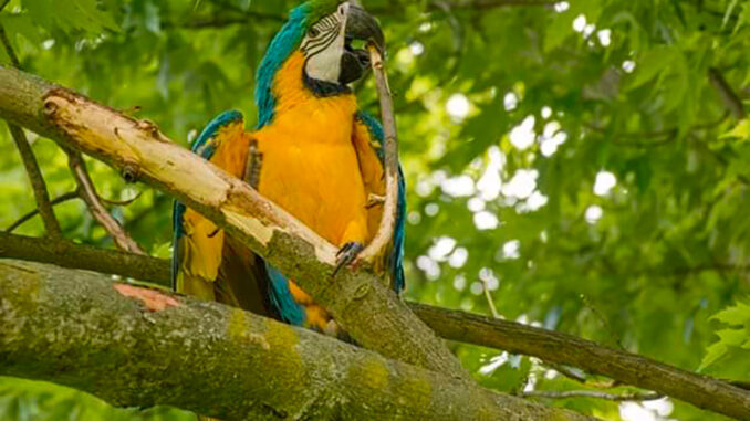 Papoušek Ara