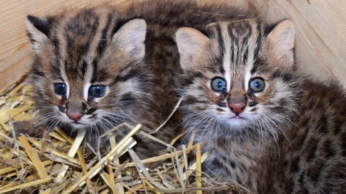 Koťata kočky krátkouché