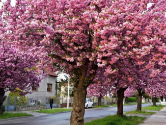 sakurová alej v Prostějově